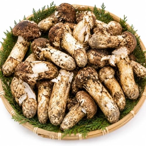 生松茸 約1kg 訳あり 開き方・大きさおまかせ｜中国雲南産 空輸直送・国内厳選｜秋の味覚 天然フレッシュ松茸｜豊かな香りと心地よい歯ごたえ｜焼き松茸・土瓶蒸し・松茸ご飯・すき焼きにおすすめ｜四季の広場厳選｜家庭用・贈答用・敬老の日・秋ギフト｜国内検品