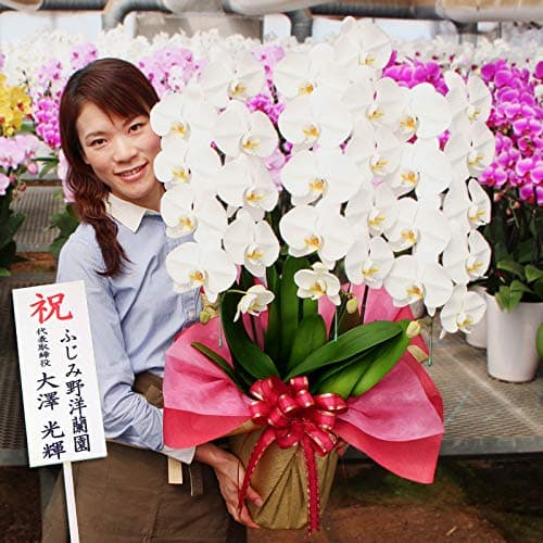ふじみ野ラン園 大輪胡蝶蘭3本立ち 白 蕾含む30輪以上 開店祝い 就任祝い 法人ギフト 選べるボリューム お供え 生花 (白30輪以上)